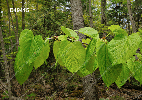 Basswood (Tilia americana)